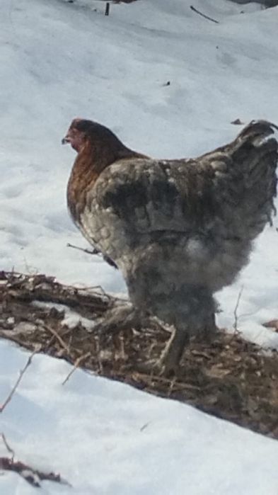 Курица молодая порода кокинхин