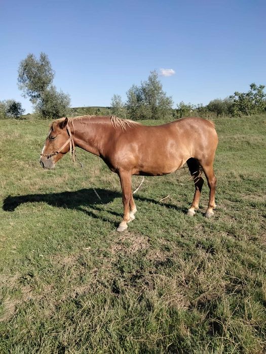 Vând iapa bună de poveri