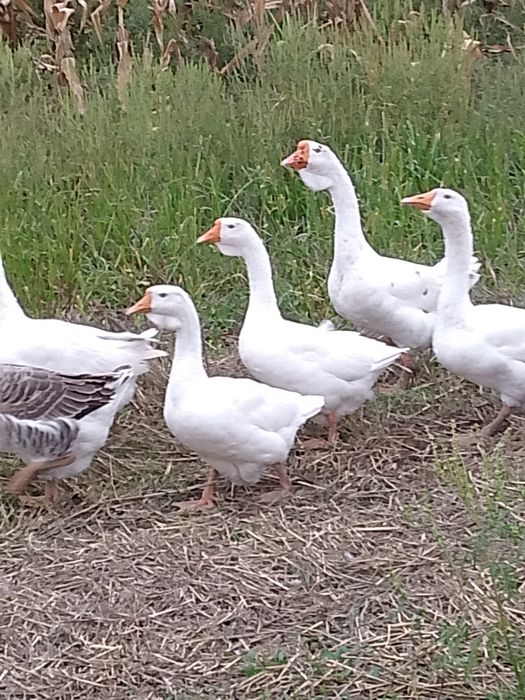 Pui găină,  gâște rațe