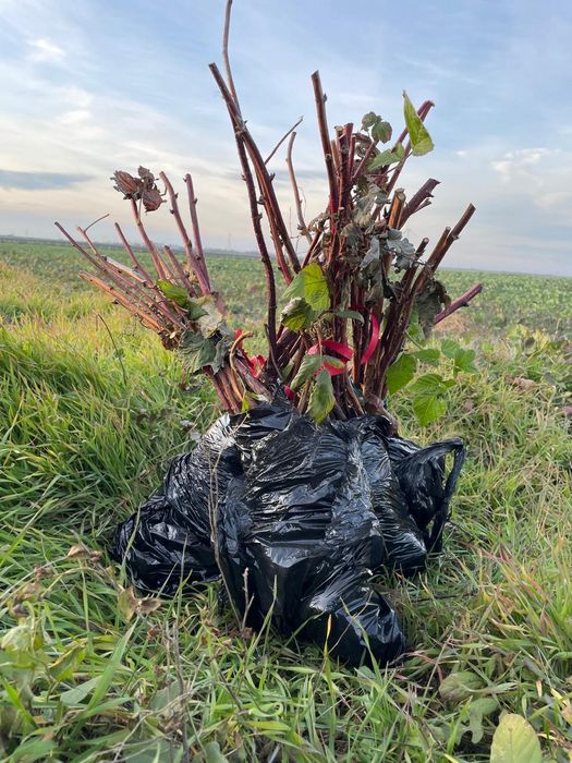 Drajoni Zmeur - Plantația Boabe Dulci