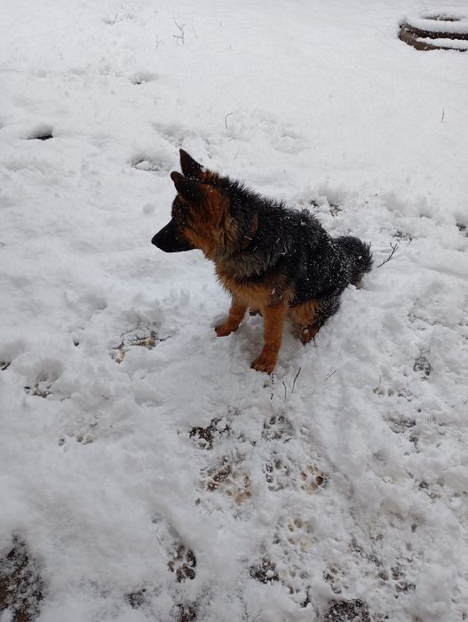 Немска овчарка поради заминаване в чужбина