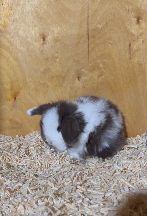 Продается минилоп сплинт