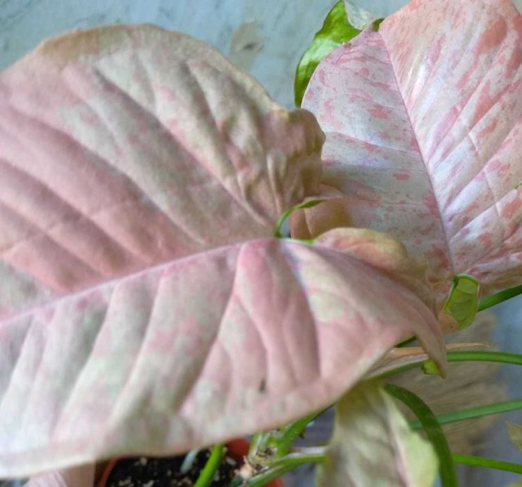 Молодой сингониум Марбл Дабл Вар тайский