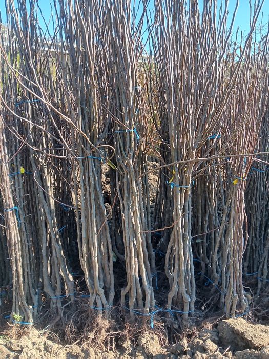 Pomi fructiferi de vânzare!