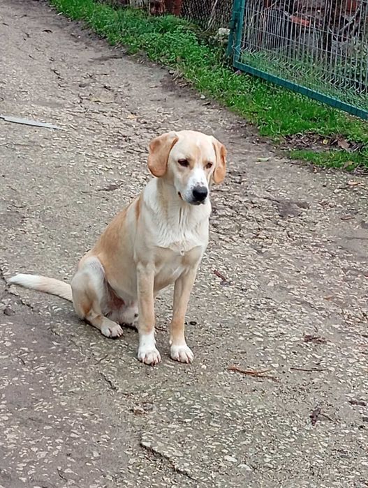 Кучета за осиновяване