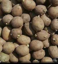 Семенная картофель