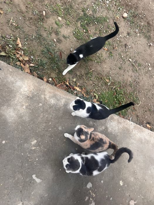 Кошка равного пола