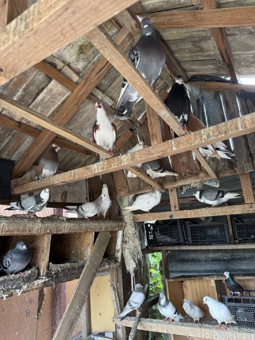 Vând porumbei jucatori