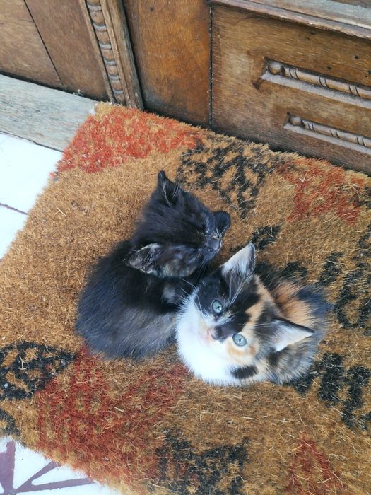 Donez Pisic/Pisici