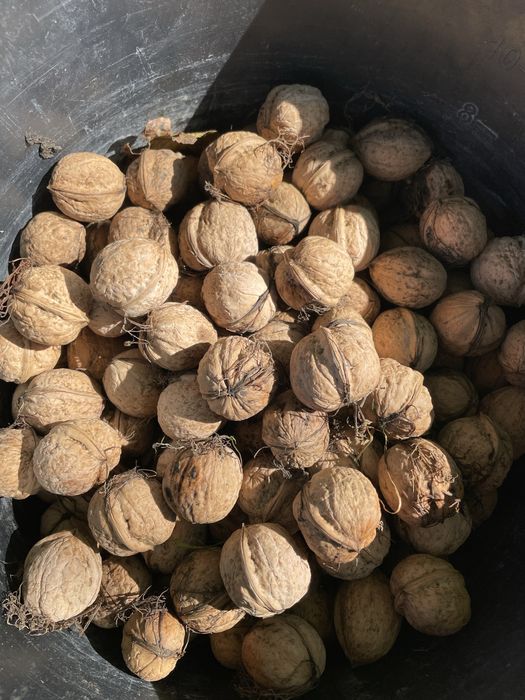 Nuci in coaja productie 2025