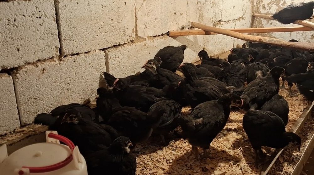 Балпандар сатылады.