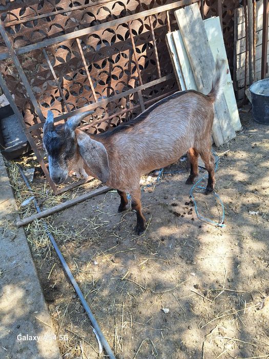 Vând țapi anglo danubieni