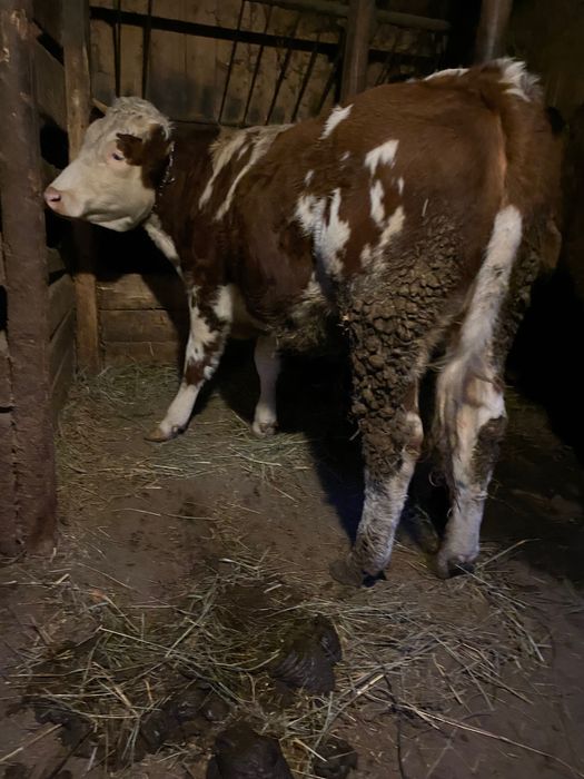 Junincă de 11 luni bălțată românească.