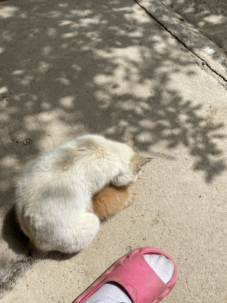 Кошку в добрые руки