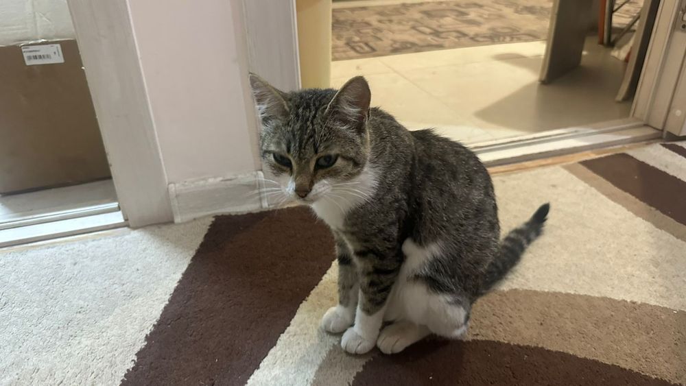 Отдам в хорошие руки кошку и котят