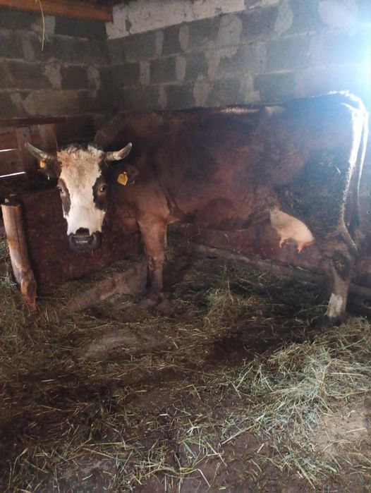 Vând vaca gestanta de 5 luni