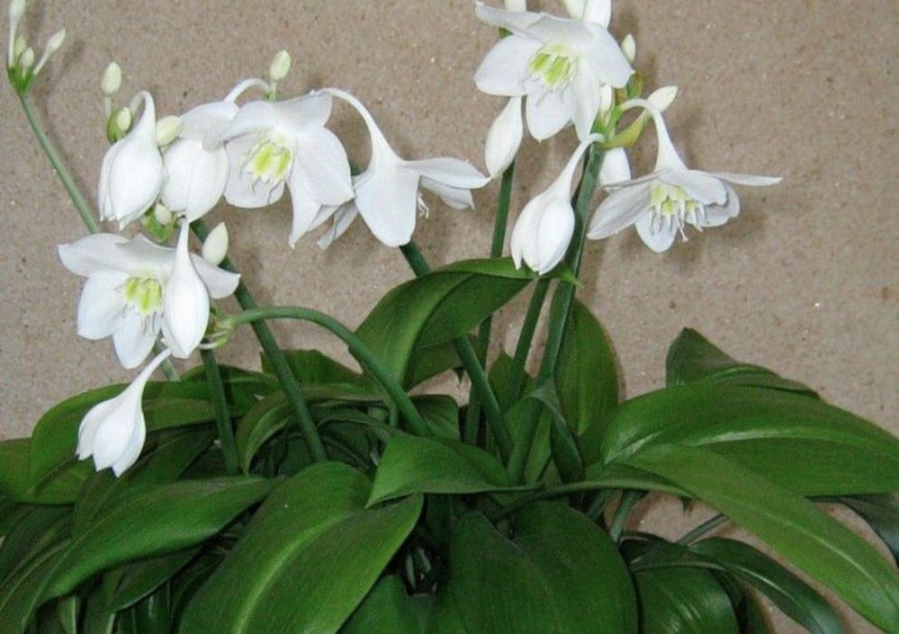 Лилия Амазонская