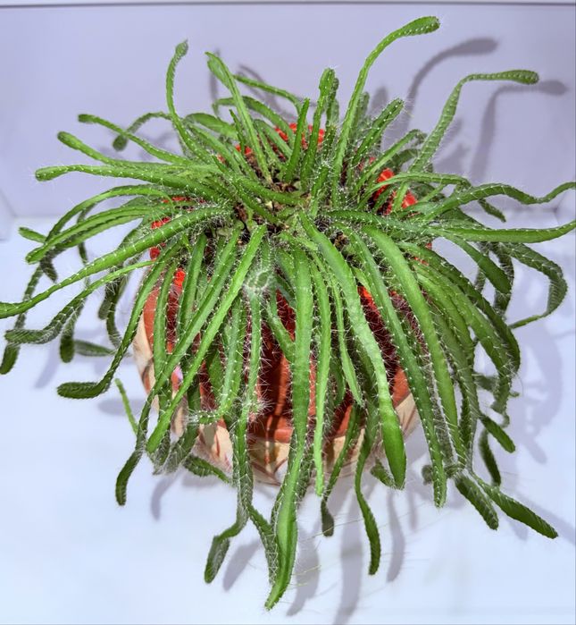 Питахайя кактус, комнатные растения, комнатные цветы