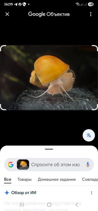 улитки Ампулярии