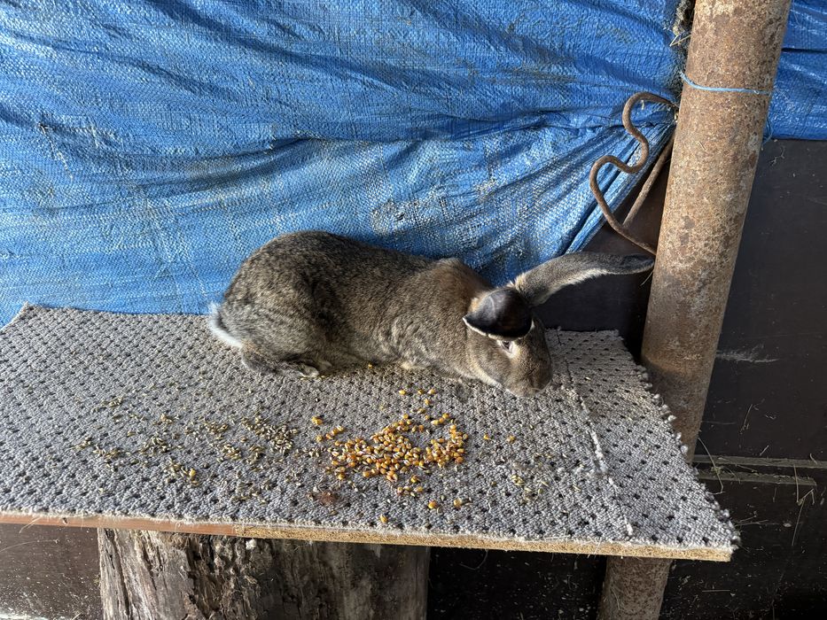 Disponibil 3 femele urias german