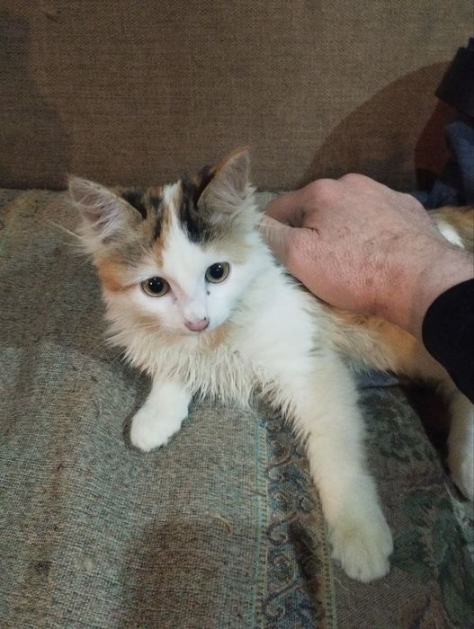 .Котята    в  добрые  руки