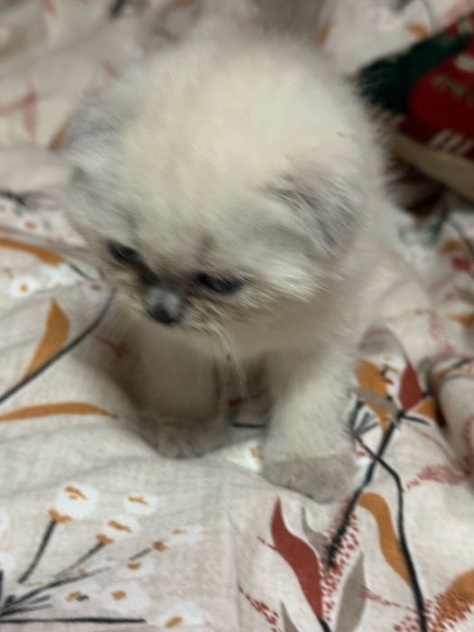 Scottish colorpoint motanel