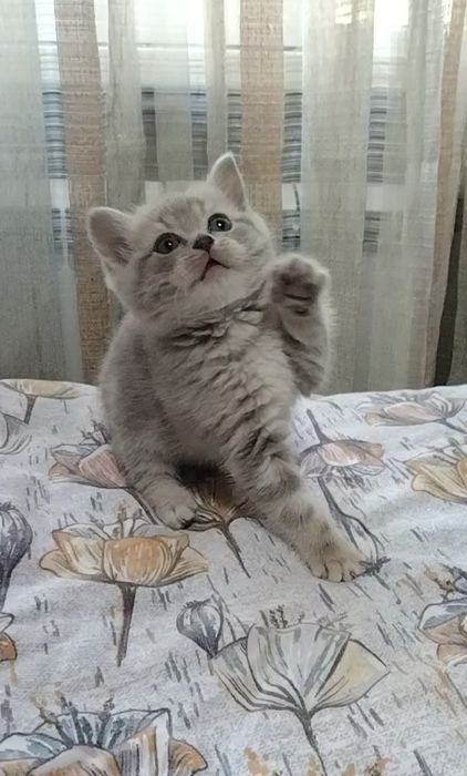 Три Шотландских мальчика.