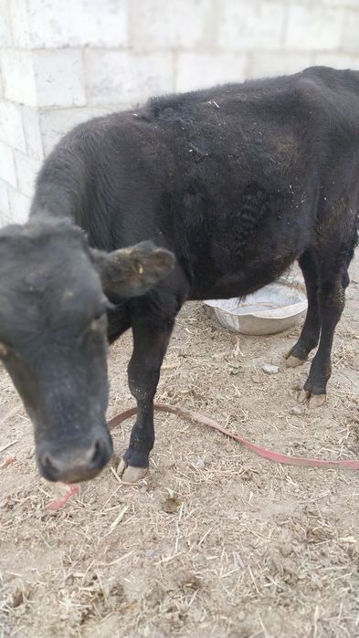 Ёш букача сотилади