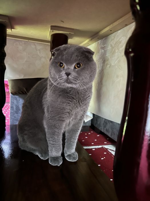 вязка скотиш фолд тоза парода соглом