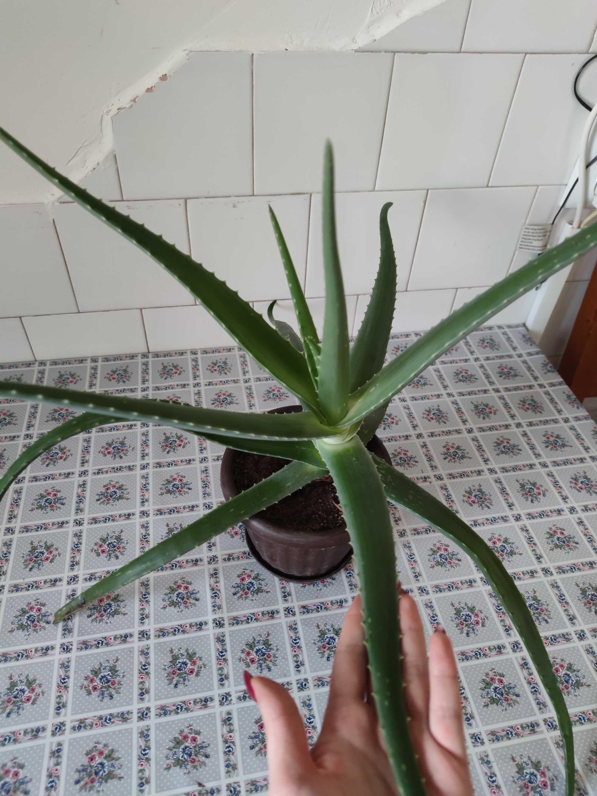 Aloe Vera Medicinală