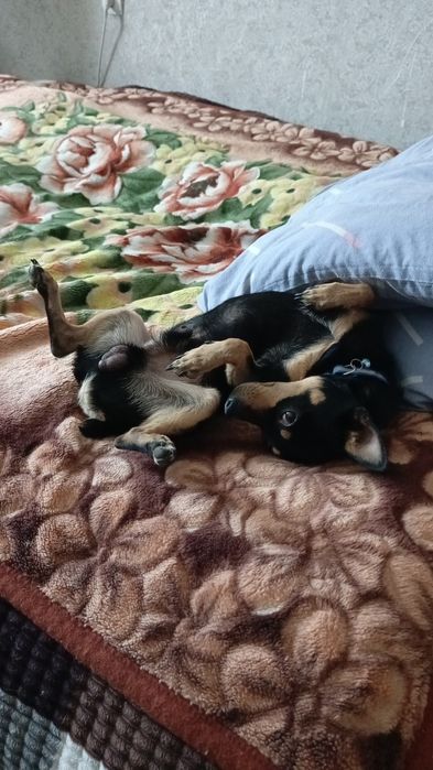 Мини той ищет подругу