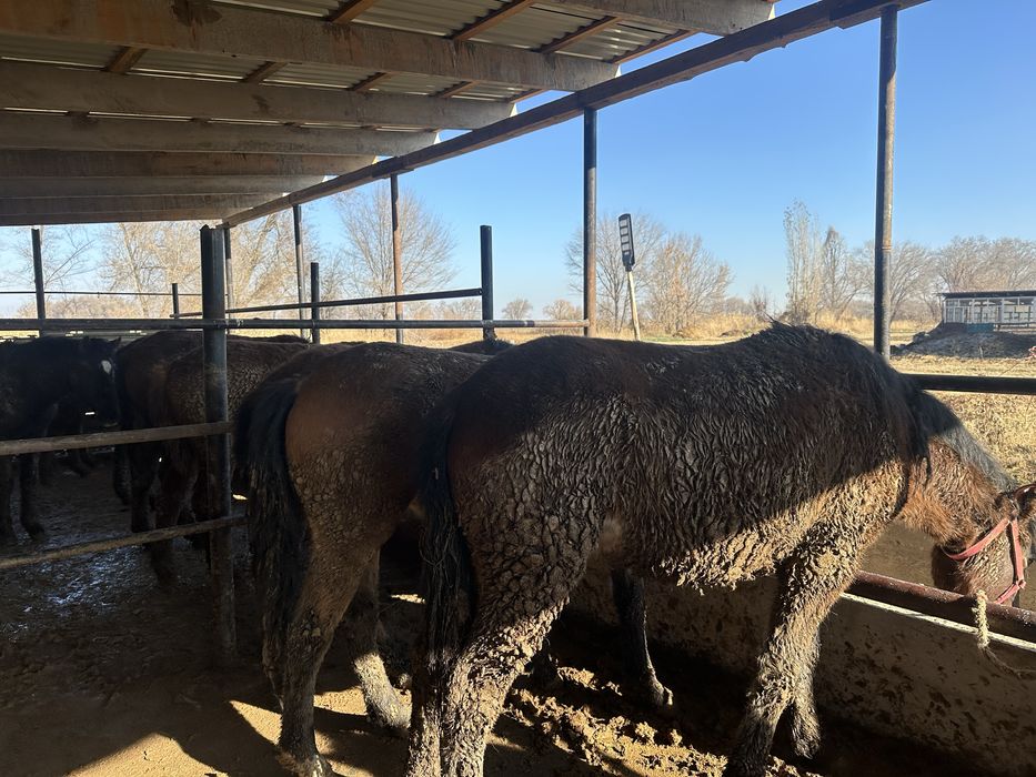 Семыз жылкылар сатылады согымга