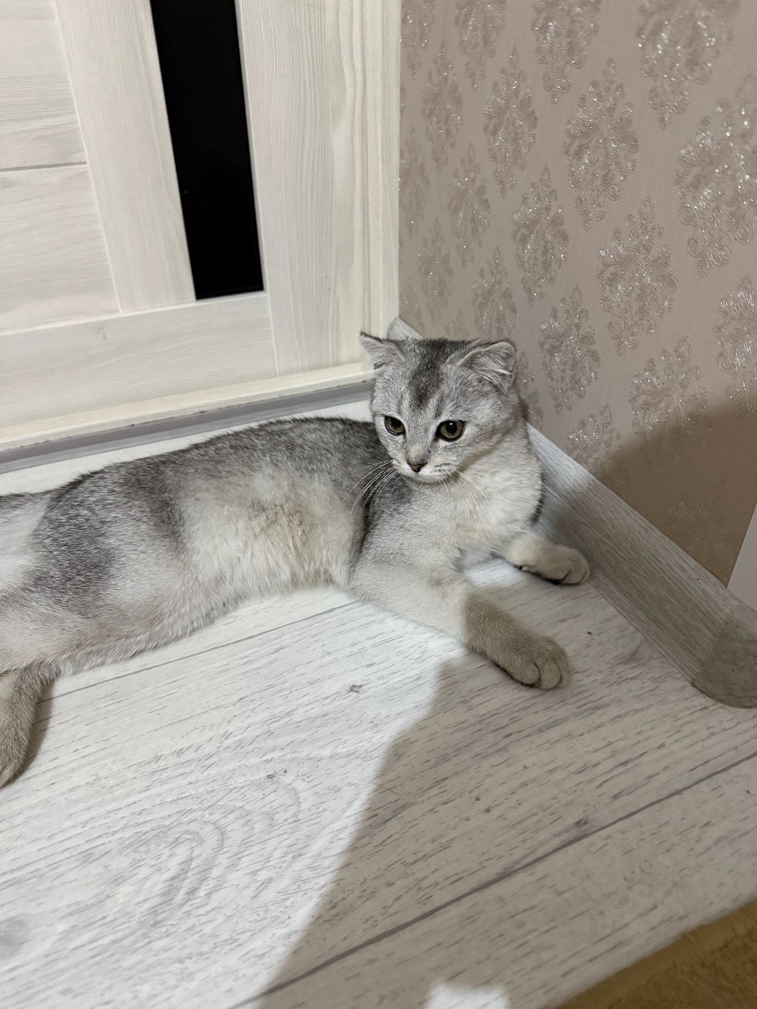 Шотландский Серебристая Шиншила