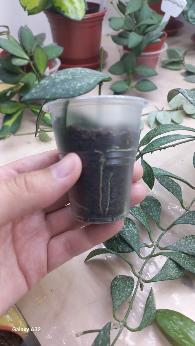 Хойя Parviflora Splesh укарененный росток