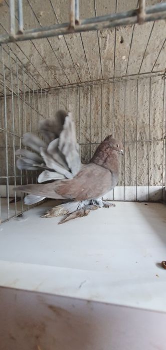 Vând porumbei voltati indieni și voiajori stil vechi