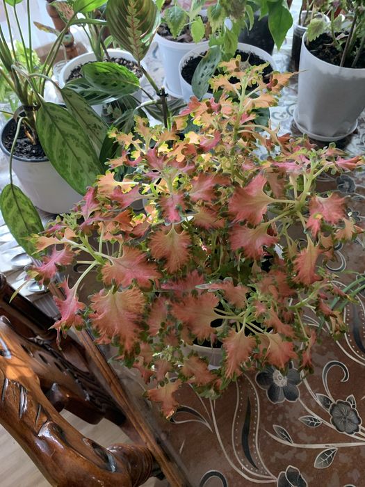 Цветы комнатные колеусы