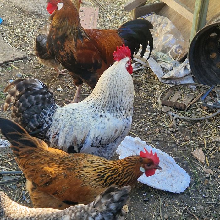 Cocoși Austrolorp si Brahma