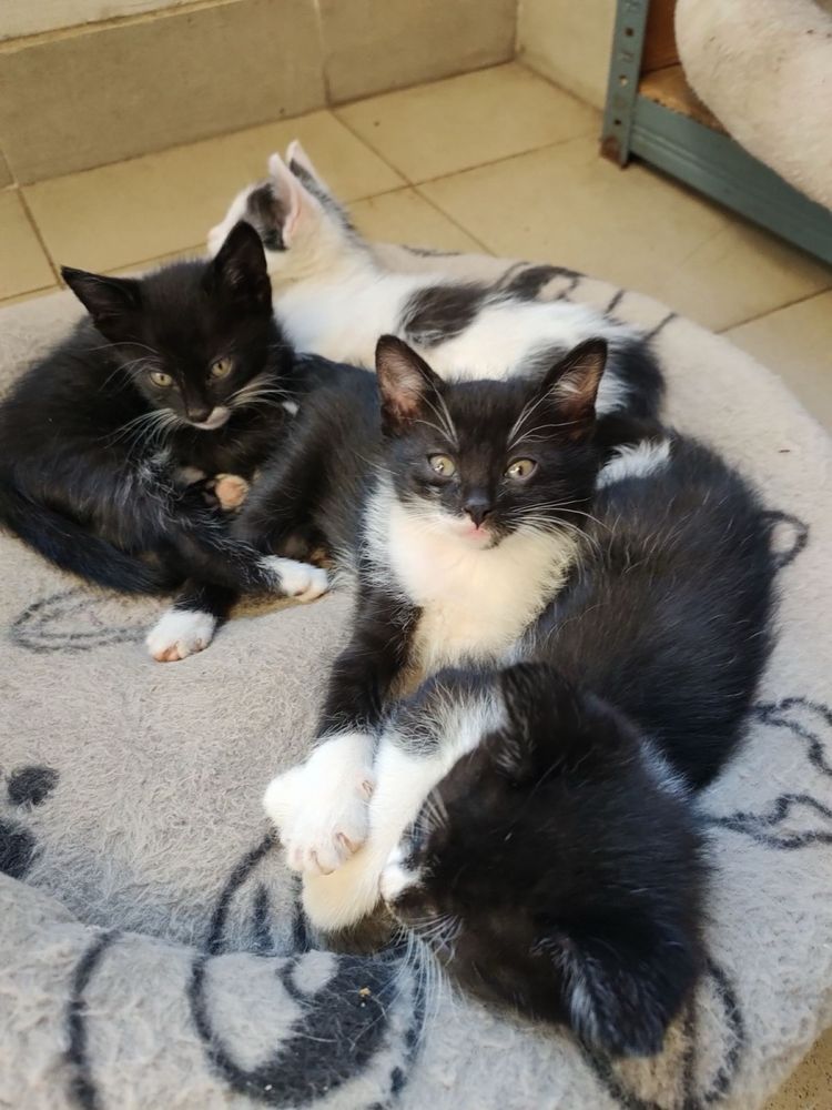 Подарявам котета