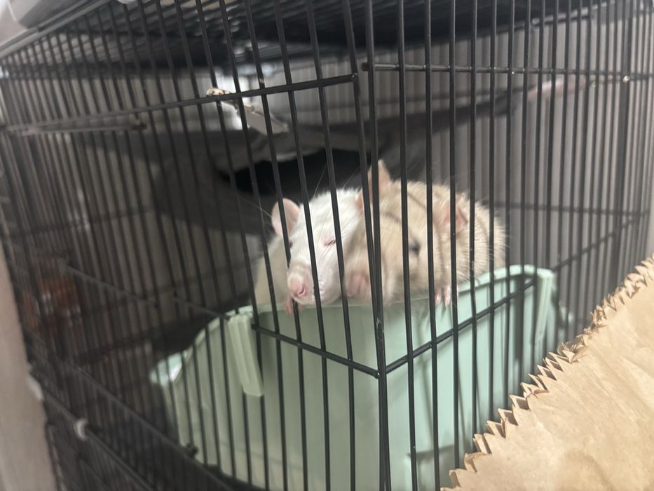 домашние крысы дамбо