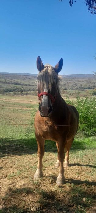 Vând iapă de 7 ani