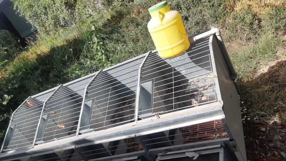 Quyon boqish uchun,quyon ini