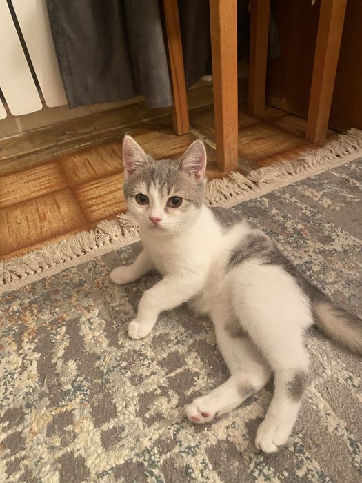 Ищем добрых хозяев