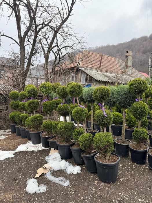 Plante ornamentale spectaculoase pentru grădini armonioase