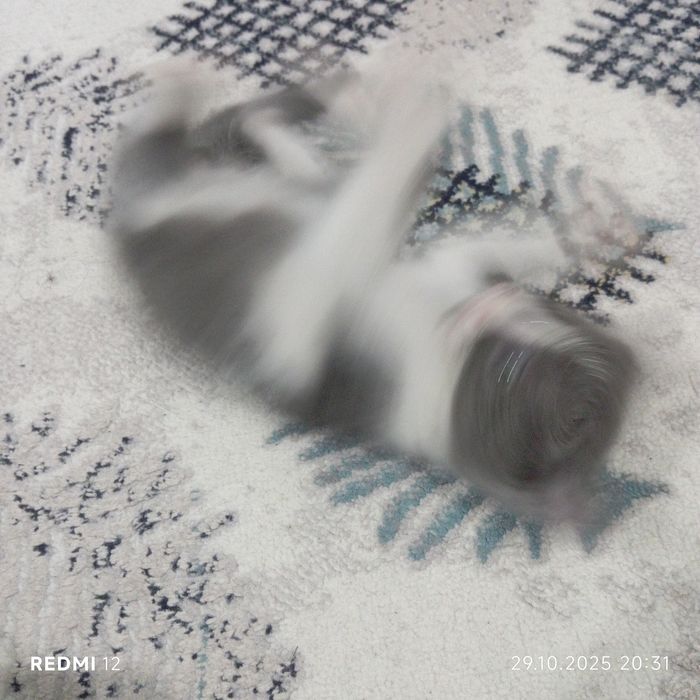 Продоётся кот 2 месяцев бонусом идёт лоток,когтеточка, игрушкаи всякое