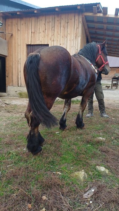 De vânzare mânz de 1 an și 7 luni