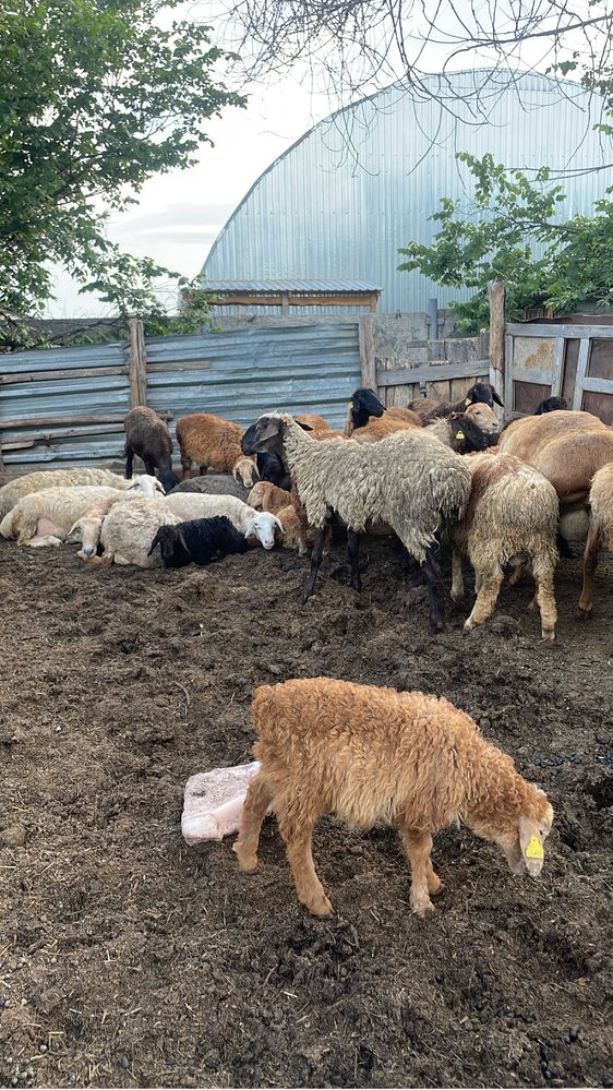 Продам  баранов
