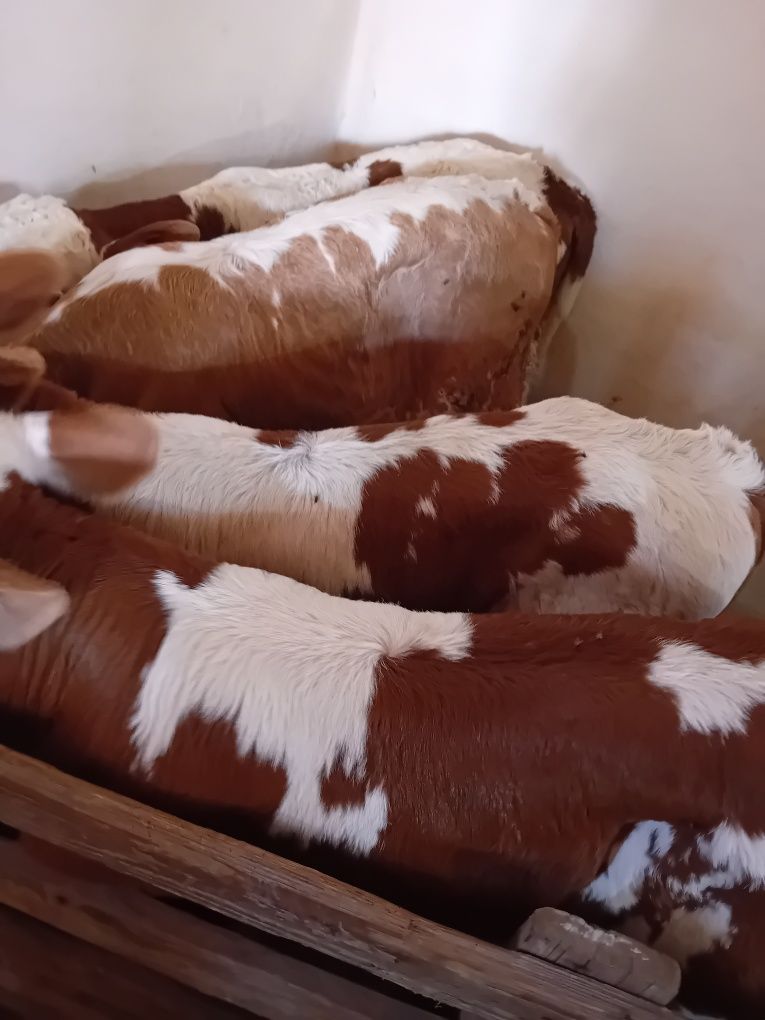 Taurasi și vitele baltati