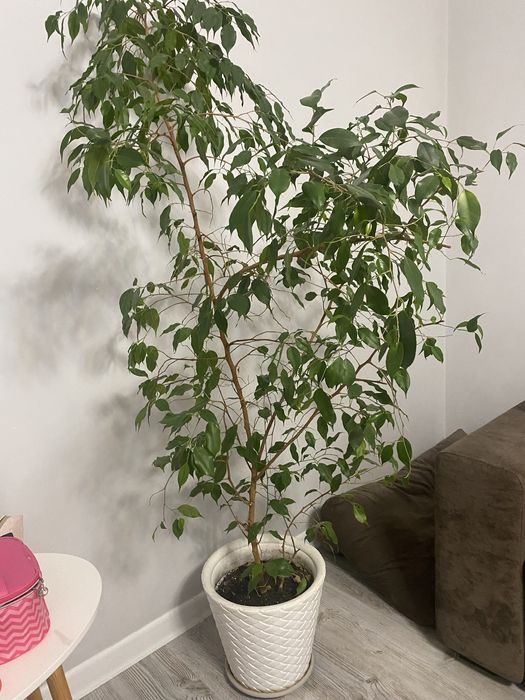 Продам фикус бенджамина