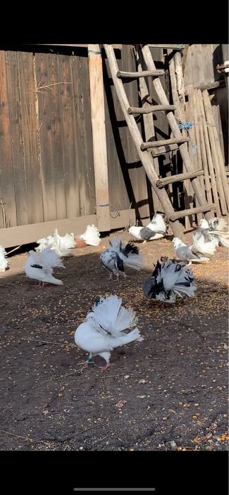 vand porumbei voltati