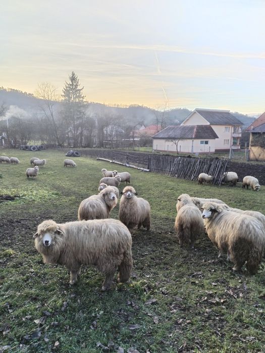 De vanzare 26 de oi